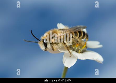 Männliche pantalon-Biene, Dasypoda hirtipes auf Schafgarbe, Achillea millefolium, Himmel und Wolken im Hintergrund Stockfoto