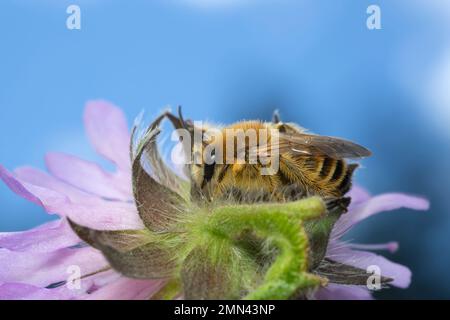 Männliche pantalon-Biene, Dasypoda hirtipes auf Feld skabious, Knautia arvensis, Nahaufnahme. Stockfoto