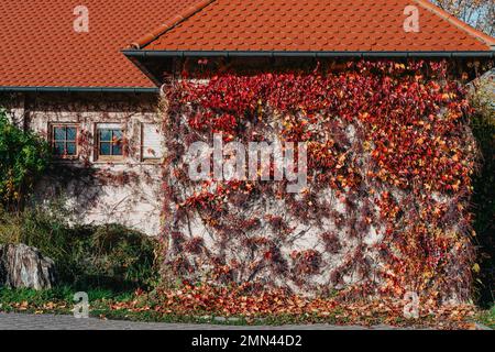 Rote Efeu an der Wand des alten Hauses. Altes rustikales deutsches schäbiges kleines Haus mit bunten Wänden mit Weinreben. Herbstrote Blätter von Virginia Stockfoto