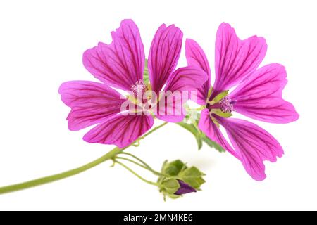 Mallow Pflanze mit Blumen isoliert auf weißem Hintergrund Stockfoto