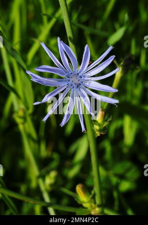 Zichorienblüte (Cichorium intybus), die im Frühling in der Wildnis wächst. Oeiras, Portugal. Weit verbreitet als natürliches Heilmittel. Stockfoto