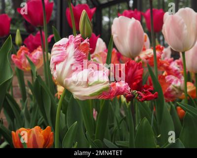 Nahaufnahme eines Tulipa „Apricot Parrot“-Blütenkopfes im Profil in einem Bett aus Tulpen in einem britischen Garten im Frühling Stockfoto