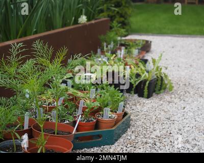 Harte jährliche Setzlinge und Gemüsesetzlinge, die in einem britischen Garten ausgehärtet werden und dann in Hochbeete gepflanzt werden können Stockfoto