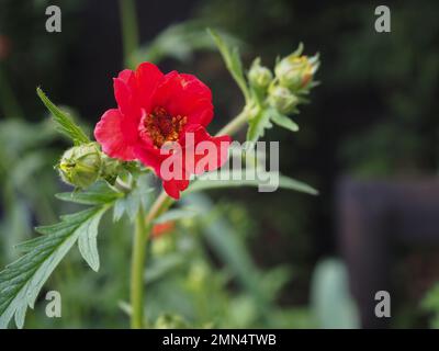 Nahaufnahme einer einzelnen Scharlachblume und Knospen von Geum „Mrs Bradshaw“, die im Mai/Juni vor dunklem Hintergrund in einem britischen Garten wuchsen Stockfoto