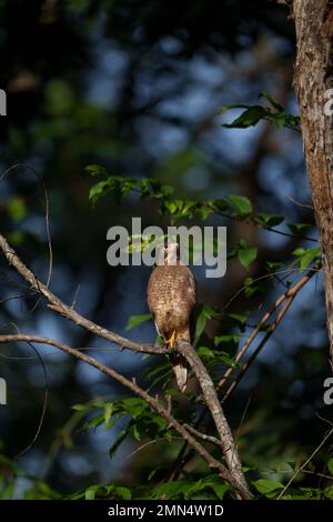 White Eyed Buzzard an einem wunderschönen Morgen im Tadoba-Nationalpark mit grünen Bäumen im Hintergrund und Sonnenlicht, das die Flügel trifft Stockfoto