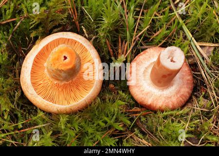 Vergleich von Pilzen, die von oben leicht zu verwechseln sind. Auf der linken Seite befindet sich eine essbare Pilzsafranmilchkappe und auf der rechten Seite eine Wollmilchkappe. Stockfoto