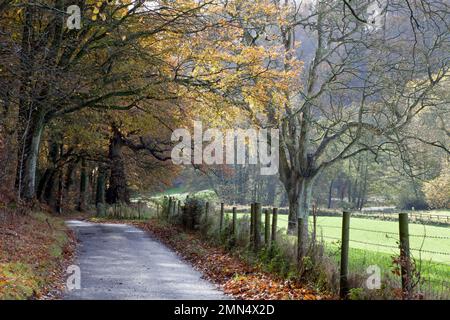 Eine ruhige ländliche Gasse in der Nähe des Old Wardour Castle in Wiltshire. Stockfoto