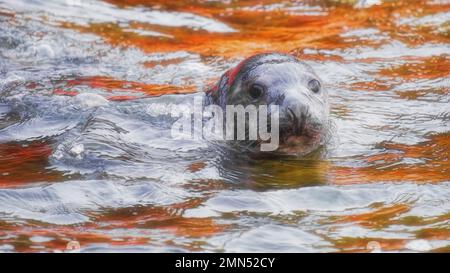 Grauer Robbenhund schwimmt im Ozean Stockfoto