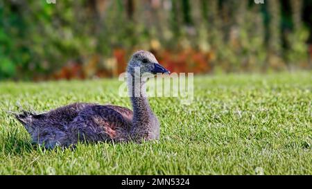 Kanadischer Gosling, der im Gras liegt, in hellem Sonnenlicht, mit erhobenem Kopf und offenen Augen Stockfoto