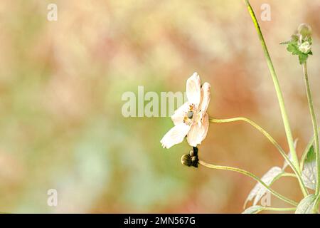 Snowdrop Windflower Anamon Sylvestris Stockfoto