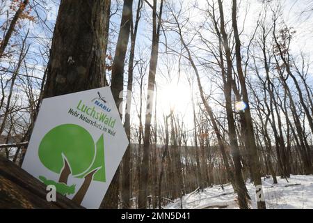 30. Januar 2023, Thüringen, Jena: Ein Schild, das darauf hinweist, dass der Luchswald an einem Baum in Dorlewald hängt. Dieser Wald wurde von der Nature and Biodiversity Conservation Union als dritter Luchswald ausgewiesen. In Zukunft sollten Luchse sich hier niederlassen können. Foto: Bodo Schackow/dpa Stockfoto