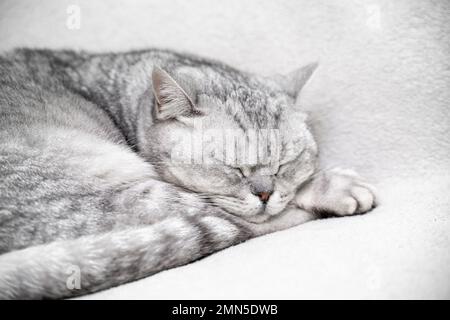 schottische Hetero-Katze schläft. Nahaufnahme des Maulkörpers einer schlafenden Katze mit geschlossenen Augen. Vor dem Hintergrund einer leichten Decke. Lieblingstiere Stockfoto