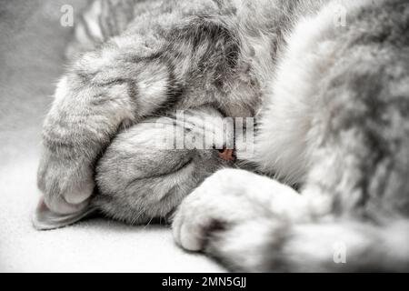 schottische Hetero-Katze schläft. Nahaufnahme des Maulkörpers einer schlafenden Katze mit geschlossenen Augen. Vor dem Hintergrund einer leichten Decke. Lieblingstiere Stockfoto