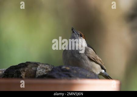 Eurasische Schwarzmütze, (Sylvia atricapilla) Frau, die in einer Wasserschüssel im Garten trinkt, Spanien. Stockfoto