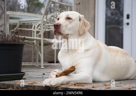 Gelber Labrador Retriever Stockfoto