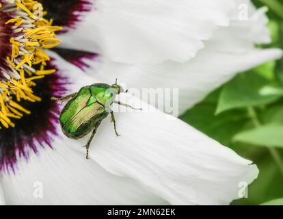 Cetonia aurata goldener Käfer auf weißen Pfingstrosen. Stockfoto