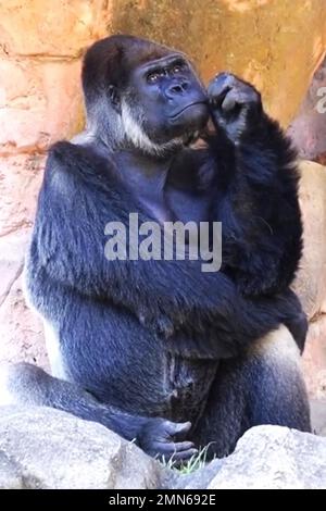 Nachdenklicher gorilla Stockfoto