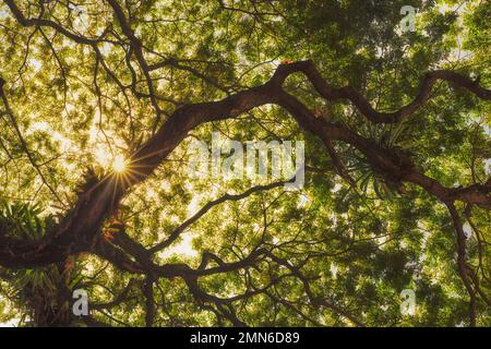 Sonne, die durch die Tropen schimmert, grüne Baumbrunches, Blick aus niedrigem Winkel, Hintergrund Stockfoto