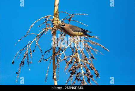 Cedar Waxwing liegt hoch oben auf den süßen, essbaren Winterbeeren von Fan Palm Tree vor klarem blauen Himmel in Arizona Stockfoto