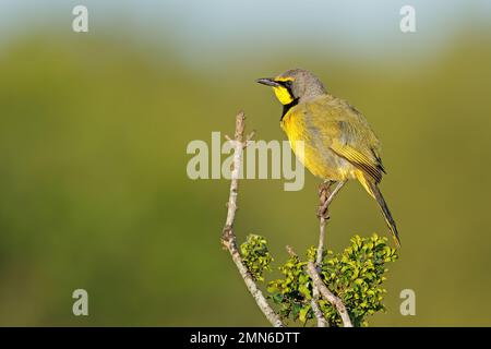 Ein Bokmakierie-Shrike (Telophorus zeylonus), hoch oben auf einem Zweig in Südafrika Stockfoto