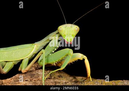 Porträt einer gemeinsamen Green Mantis (Sphodromantis gastrica) auf schwarz, Südafrika Stockfoto