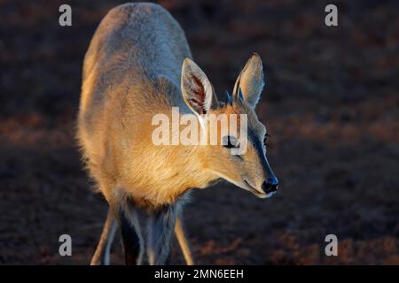 Porträt einer gemeinen Duiker-Antilope (Sylvicapra grimmia), Südafrika Stockfoto