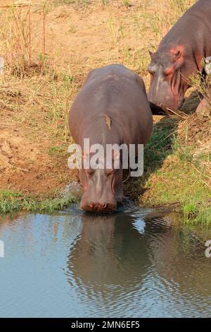 Zwei Nilpferde (Hippopotamus Amphibius) ins Wasser, Krüger Nationalpark, Südafrika Stockfoto