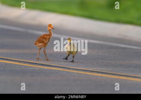 Sandhill Crane und adoptierte Canada Goose Gosling überqueren eine Parkstraße in Michigan, USA und bildeten das seltsame Paar der Ornithologie, während die Eltern auf der Suche sind. Stockfoto