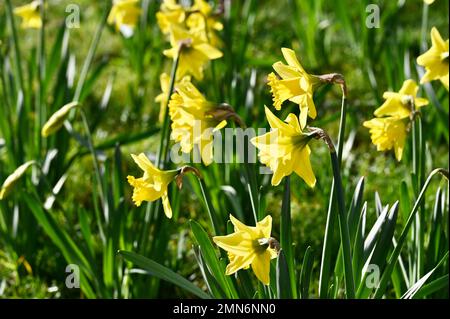 Westminster, London, Großbritannien. 30. Januar 2023. Wetter in Großbritannien. London, Großbritannien. Narzissen blühten in der Sonne, als die Temperaturen auf 10 Grad stiegen, was die Hoffnung auf einen frühen Frühling weckte. Königin Elizabeth II. Zentrum, Westminster. Kredit: michael melia/Alamy Live News Stockfoto