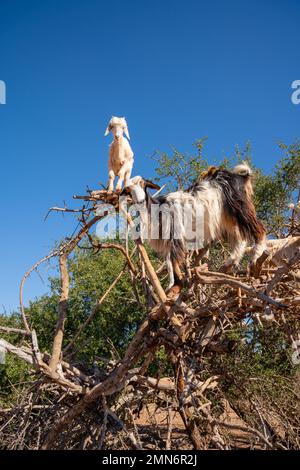 Ziegen klettern auf einen Arganbaum in Marokko, Afrika Stockfoto