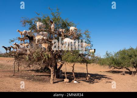 Ziegen klettern auf einen Arganbaum in Marokko, Afrika Stockfoto