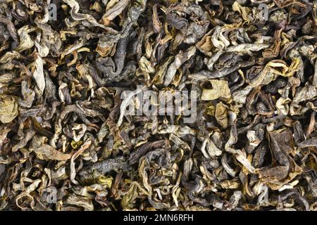 Nahaufnahme der chinesischen „Jin Xiang“-Oolong-Teekraut-Blätter Stockfoto