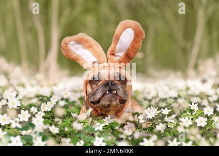 Lustiger französischer Osterhund mit Kaninchenkostüm-Ohren zwischen den Frühlingsblumen Stockfoto