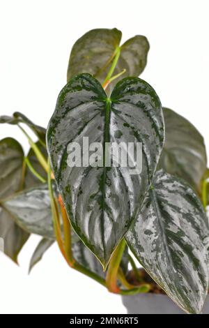 Nahaufnahme der exotischen 'Philodendron Brandtianum'-Zimmerpflanze mit silbernem Patter auf weißem Hintergrund Stockfoto