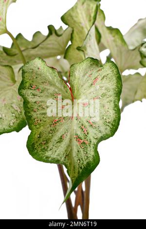 Blatt topischer 'Caladium Candyland'-Zimmerpflanze auf weißem Hintergrund Stockfoto