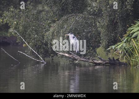 Mittelstreckenansicht eines grauen Reiherons (Ardea cinerea) hoch oben auf einem verfallenen Baumstamm, im linken Profil, über dem Fluss in Staffordshire, Großbritannien im September Stockfoto