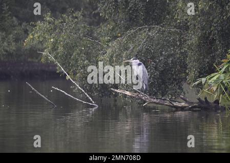 Grey Heron (Ardea cinerea), hoch oben auf einem niedrigen Ast rechts neben Image, mit Blick links von Image, aufgenommen in Staffordshire, Großbritannien im September Stockfoto