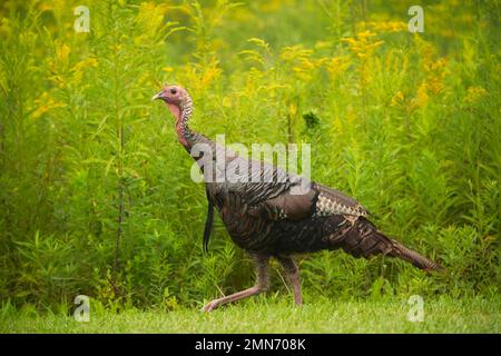 Der östliche wilde truthahn Jake (Meleagris gallopavo silvestris) in Goldenrod, Michigan Stockfoto