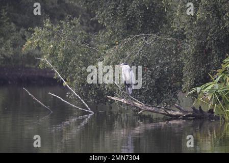 Grey Heron (Ardea cinerea) hoch oben auf einem Ast am Flussufer rechts von Image, aufgenommen im September in Großbritannien Stockfoto