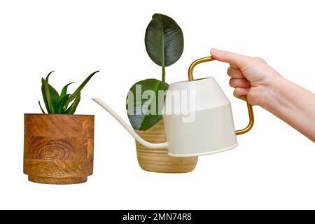 Eine Frau wässert ihre Pflanzen aus einer Gießkanne, die in einem Heim-Wohnzimmer steht, isoliert auf weißem Hintergrund Stockfoto