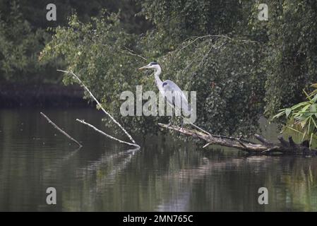 Grauer Reiher (Ardea cinerea) im linken Profil auf einem Baumzweig rechts vom Bild, mit nach vorne gedehntem Kopf und Hals und Blick über den Fluss in Großbritannien Stockfoto