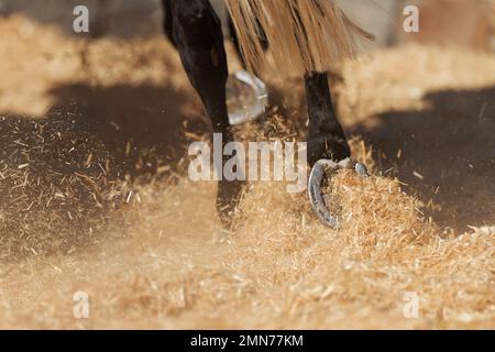 Pferd, das den Weizen von der Spreu trennt Stockfoto