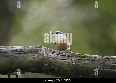 Vordergrund zentrieren, Bild einer eurasischen Nuthatch (Sitta europaea) mit Kopf links vom Bild, hoch oben auf horizontalem Baumstamm, Großbritannien Stockfoto