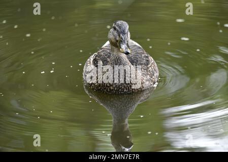 Nahaufnahme einer weiblichen Stockenten (Anas platyrhynchos), die in Richtung Kamera schwimmt, reflektiert im umliegenden Wasser im Teich, Großbritannien im Herbst Stockfoto