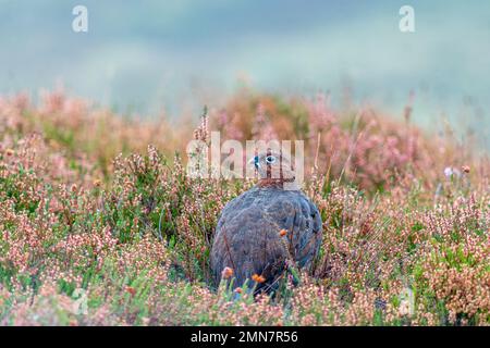 Red Grouse in the Heather, Garbole, Schottland, Großbritannien Stockfoto