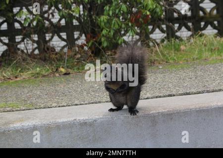 Januar 30 2023 - Ein flauschiges, graues Eichhörnchen steht auf seinen Hinterbeinen auf einem Bürgersteig und schnappt sich vor einem Haus in Vancouver, Kanada Stockfoto