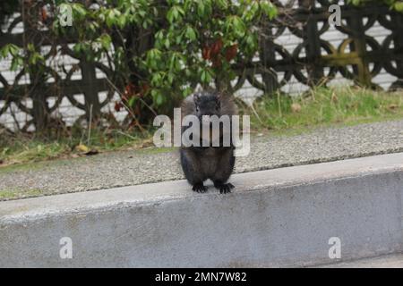 Januar 30 2023 - Ein flauschiges, graues Eichhörnchen steht auf seinen Hinterbeinen auf einem Bürgersteig und schnappt sich vor einem Haus in Vancouver, Kanada Stockfoto