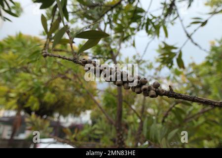 Ein Zweig voller Callistemon-Samen im Stadtpark Stockfoto