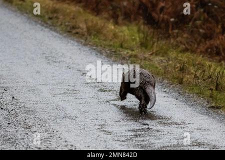 4. Januar 2023: Tierwelt des Vereinigten Königreichs - Otter (Lutra lutra) an Land, der Gefahr läuft, von einem Auto getroffen zu werden, das auf einer öffentlichen Asphaltstraße an der Westküste Schottlands läuft. In der Nähe von Ormsary, Argyll, Schottland, Großbritannien. Kredit: Rebecca Cole/Alamy Live News Stockfoto