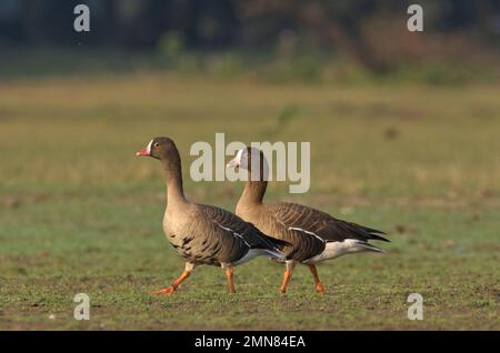 Weniger weiß – Anser Gans (Anser Erythropus) Stockfoto